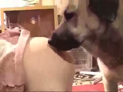 Home-based amateur zoophilia sex